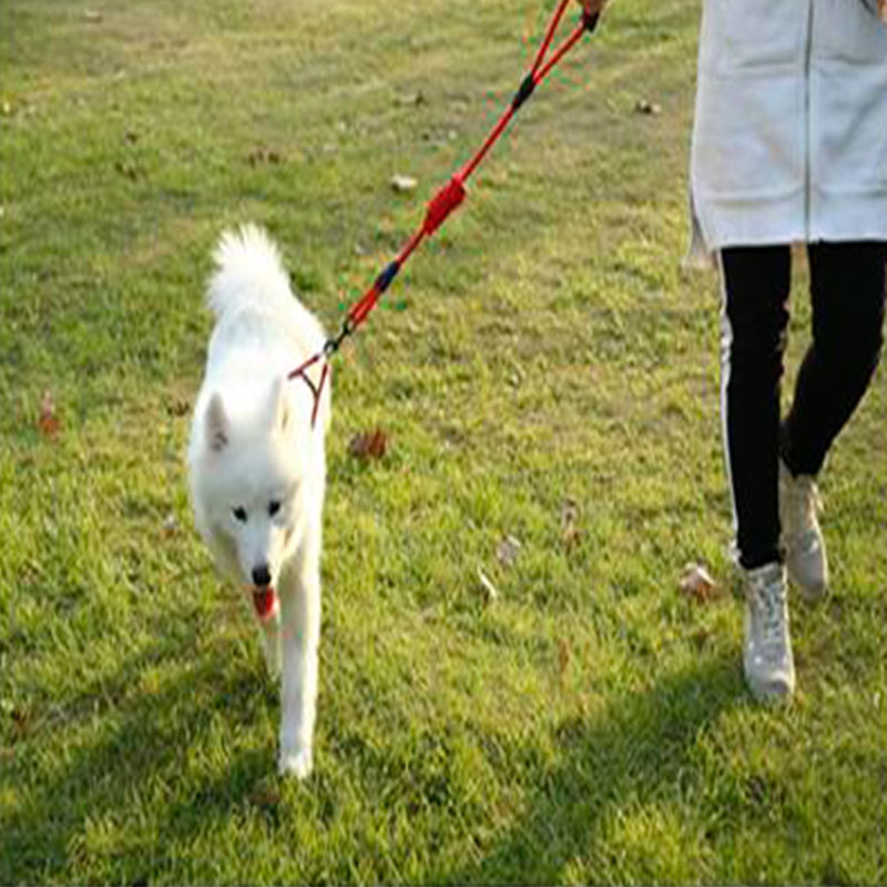 EVA Pet Leash With Adjustable Collar Strap - Medium