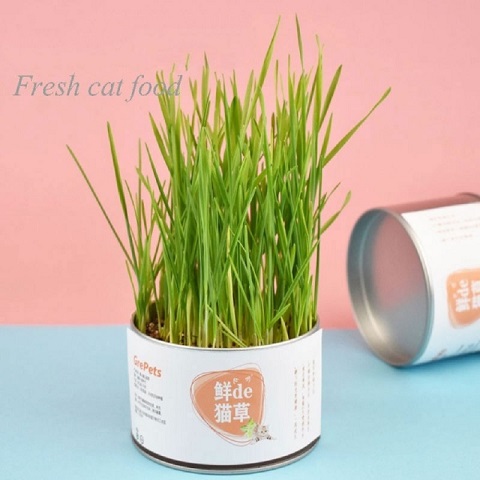 GrePets Lazy Canned Cat Grass (20203)