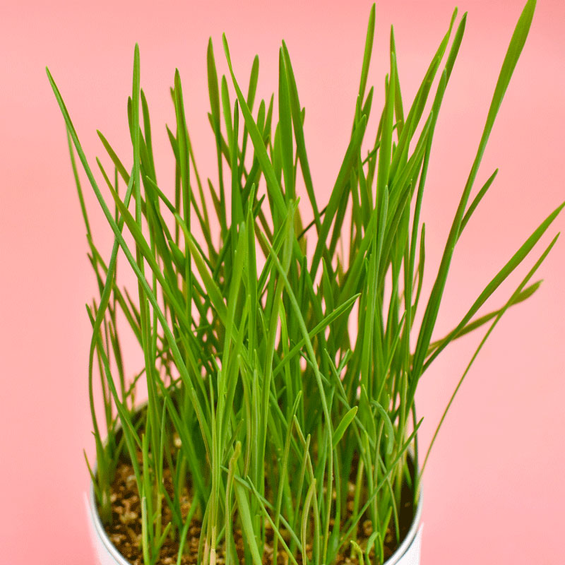 GrePets Lazy Canned Cat Grass (20203)