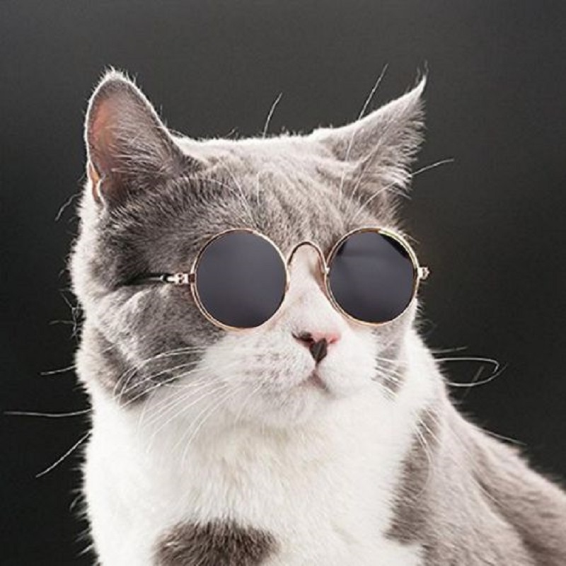 Pull Wind Sunglasses For Cat - Black (20211)