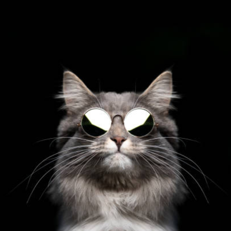 Pull Wind Sunglasses For Cat - Black (20211)