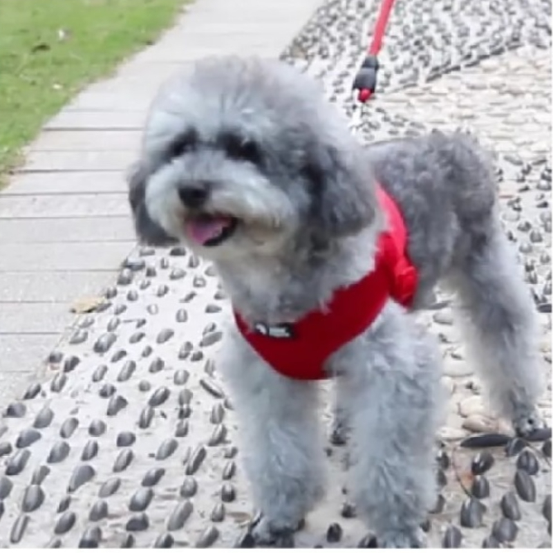Taotao Pets Pipitao Plain Mesh Pet Corset Traction Rope (20226)